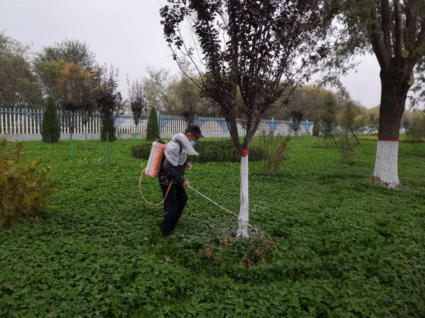 綠化公司扎實(shí)開(kāi)展冬季綠化養護工作(圖2)