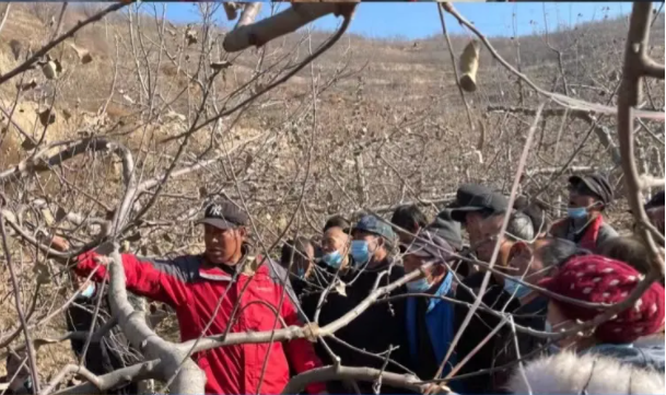 市產(chǎn)投集團在靜寧幫扶村開(kāi)展冬季果園管理培訓(圖5)